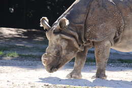 Image of Indian Rhinoceros