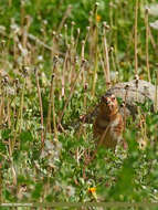 Image of Asian Crimson-winged Finch