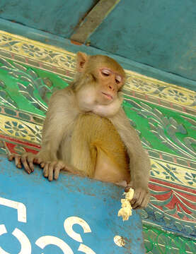 Image of Rhesus Monkey