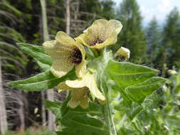 Image of black henbane