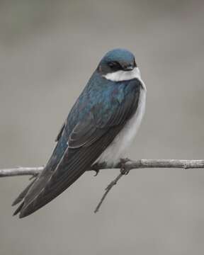 Image of Tachycineta Swallows