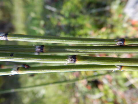 Image of Water Horsetail