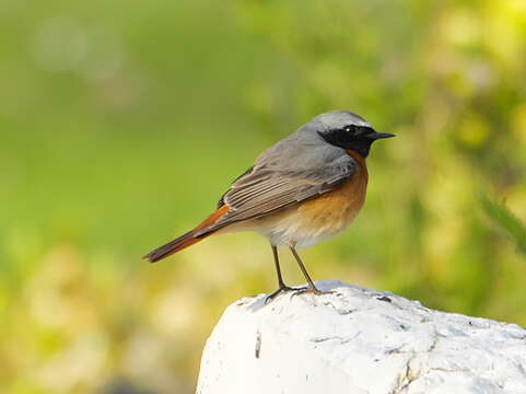 Image of Common Redstart