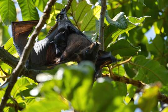 Image of Black Flying Fox