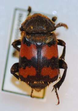 Nicrophorus (Nicrophorus) nigricornis (Faldermann 1835) resmi