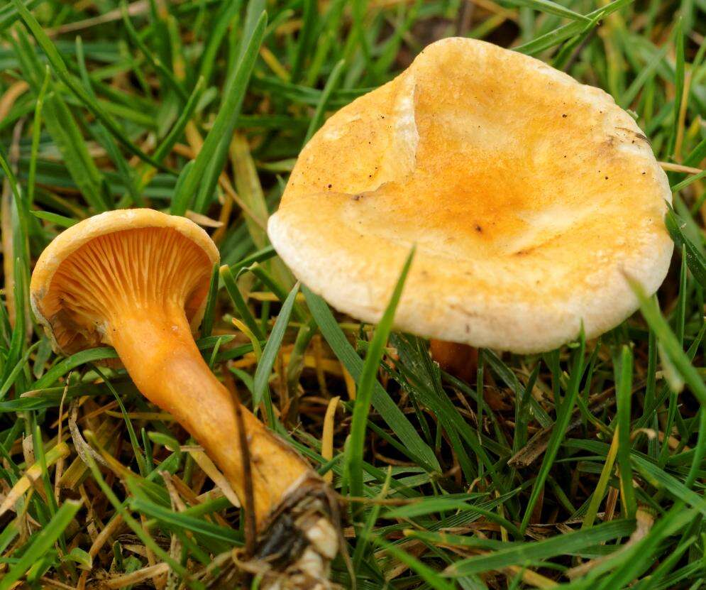 Image of Hygrophoropsis aurantiaca (Wulfen) Maire 1921