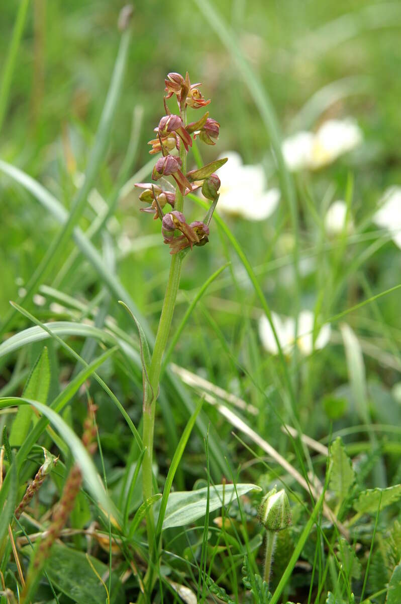 Image of Frog orchid