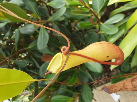 Image of Nepenthes alata Blanco