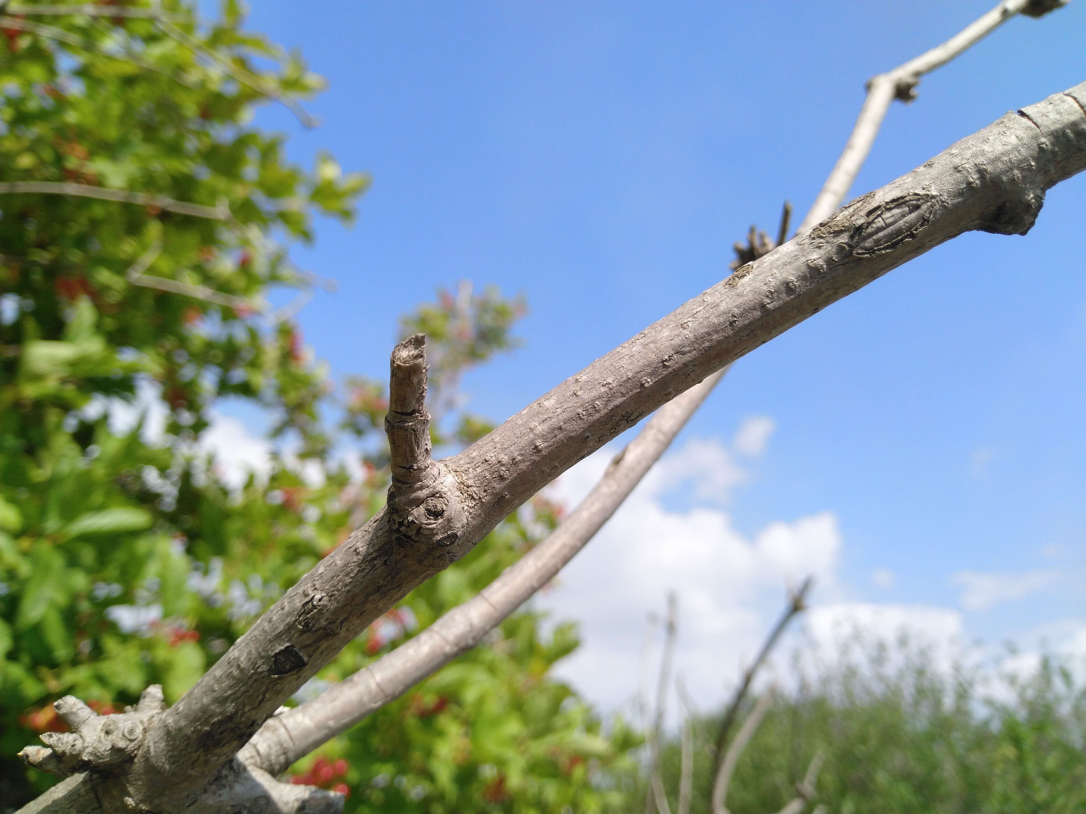 Imagem de Viburnum opulus L.