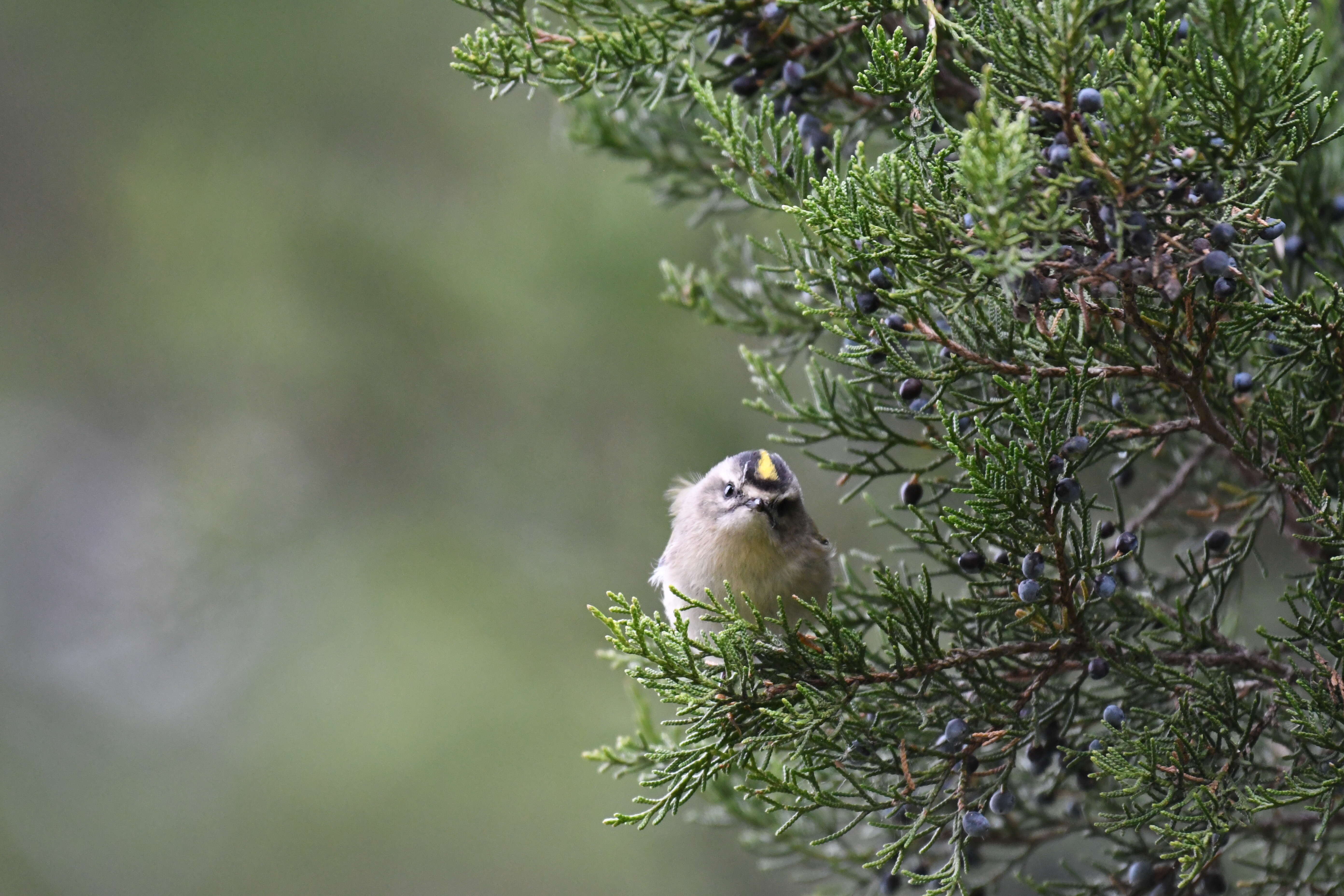 Image of Golden-crowned Kinglet