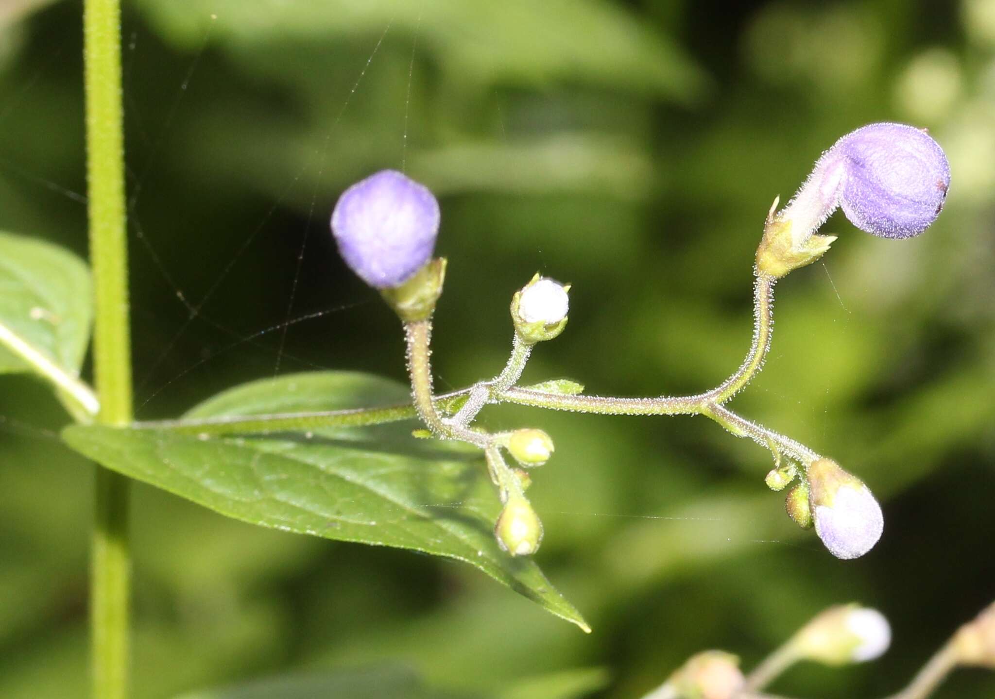 Imagem de Tripora divaricata (Maxim.) P. D. Cantino