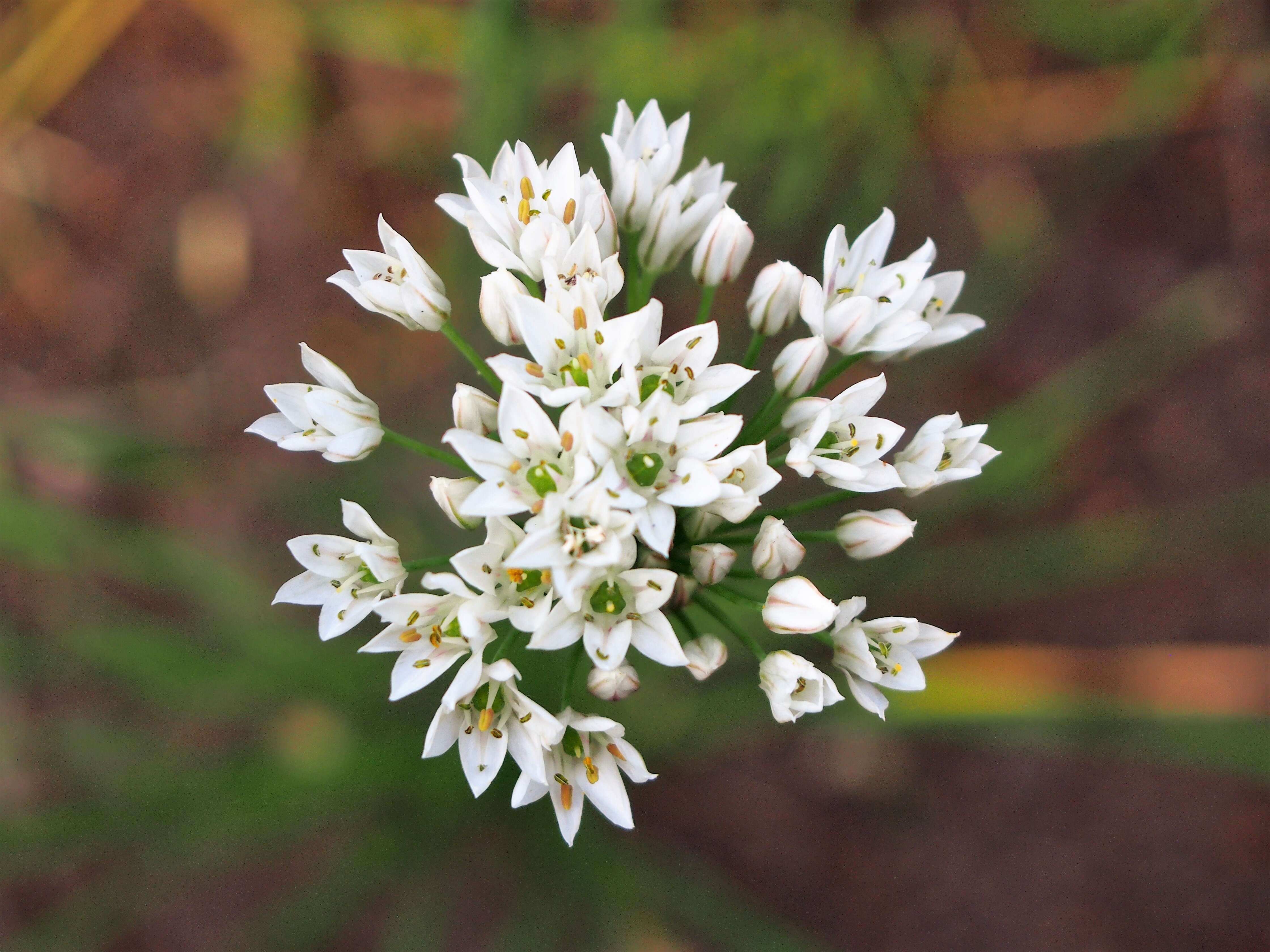 Image of Allium ramosun