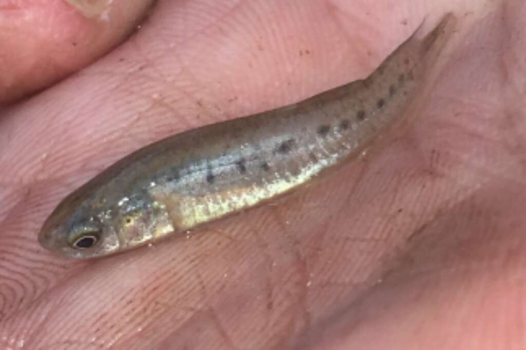 Image of Bayou Killifish