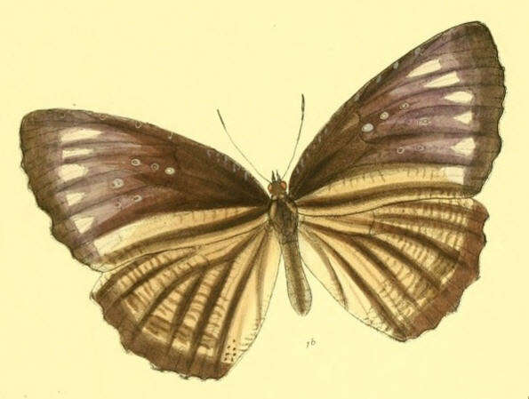 Image of Elymnias malelas Hewitson 1863