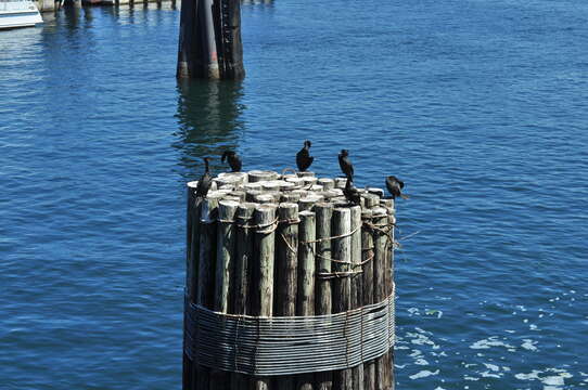 Image of Pallas's Cormorant