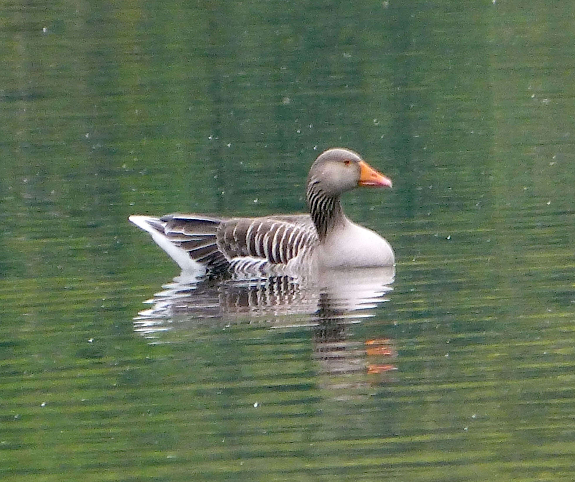 Image of Greylag Goose