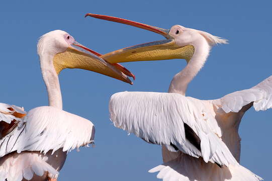 Image of Great White Pelican