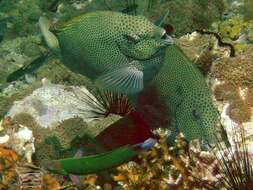 Image of Gold-spotted rabbitfish