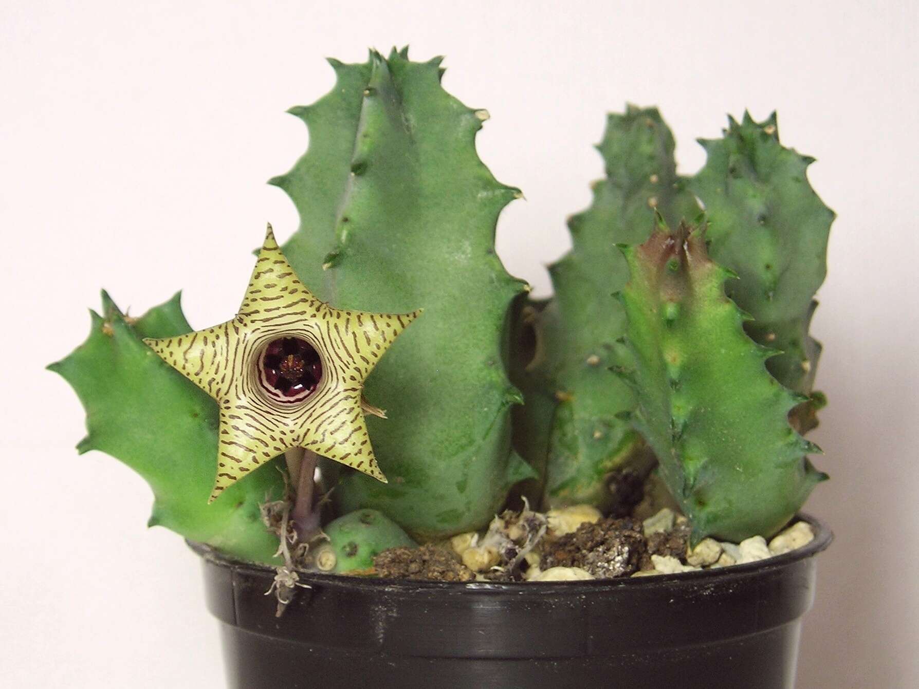 Image of Huernia