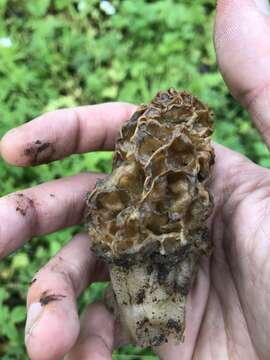 Image of Yellow Morel