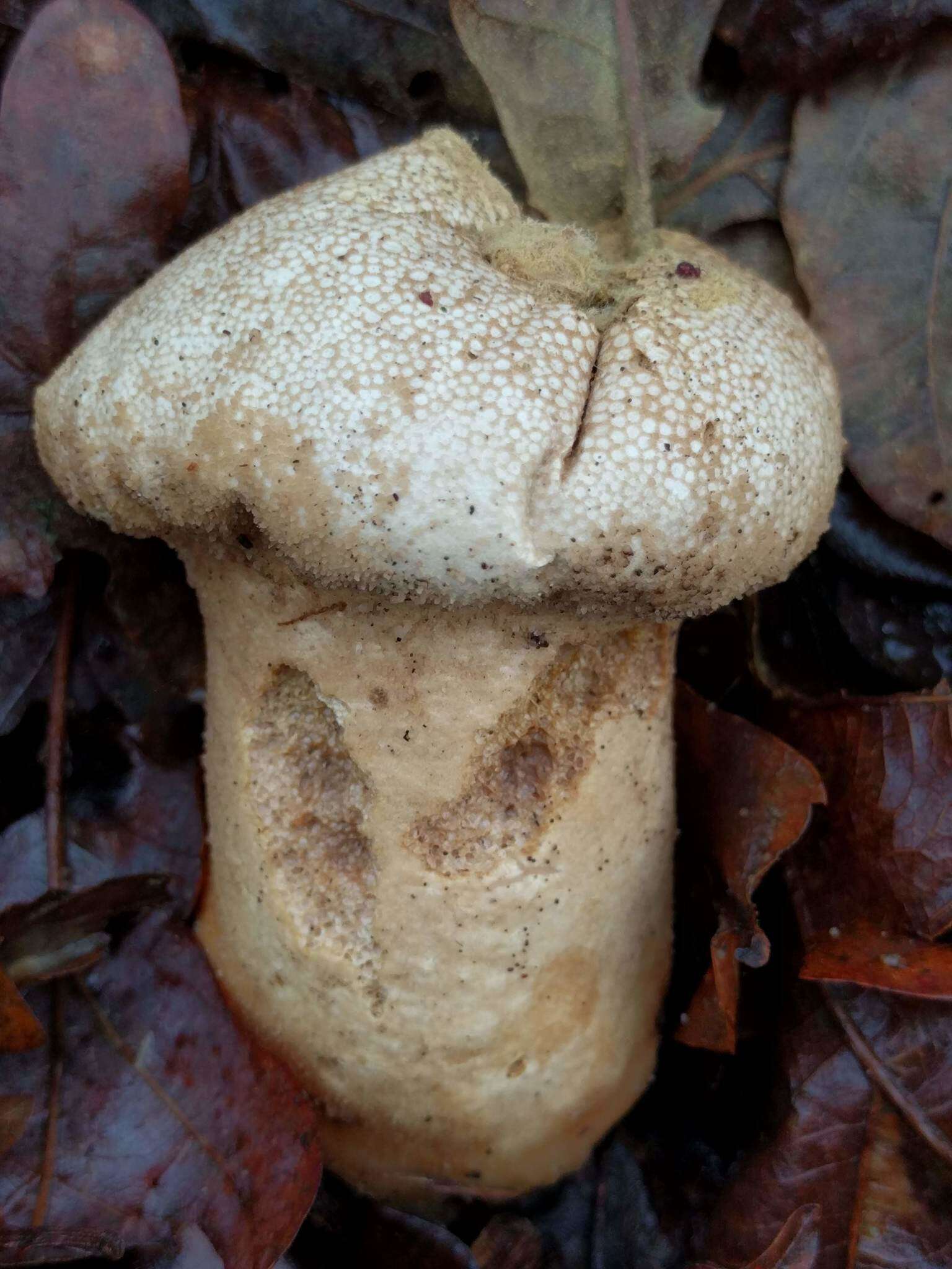 Imagem de Lycoperdon excipuliforme (Scop.) Pers. 1801