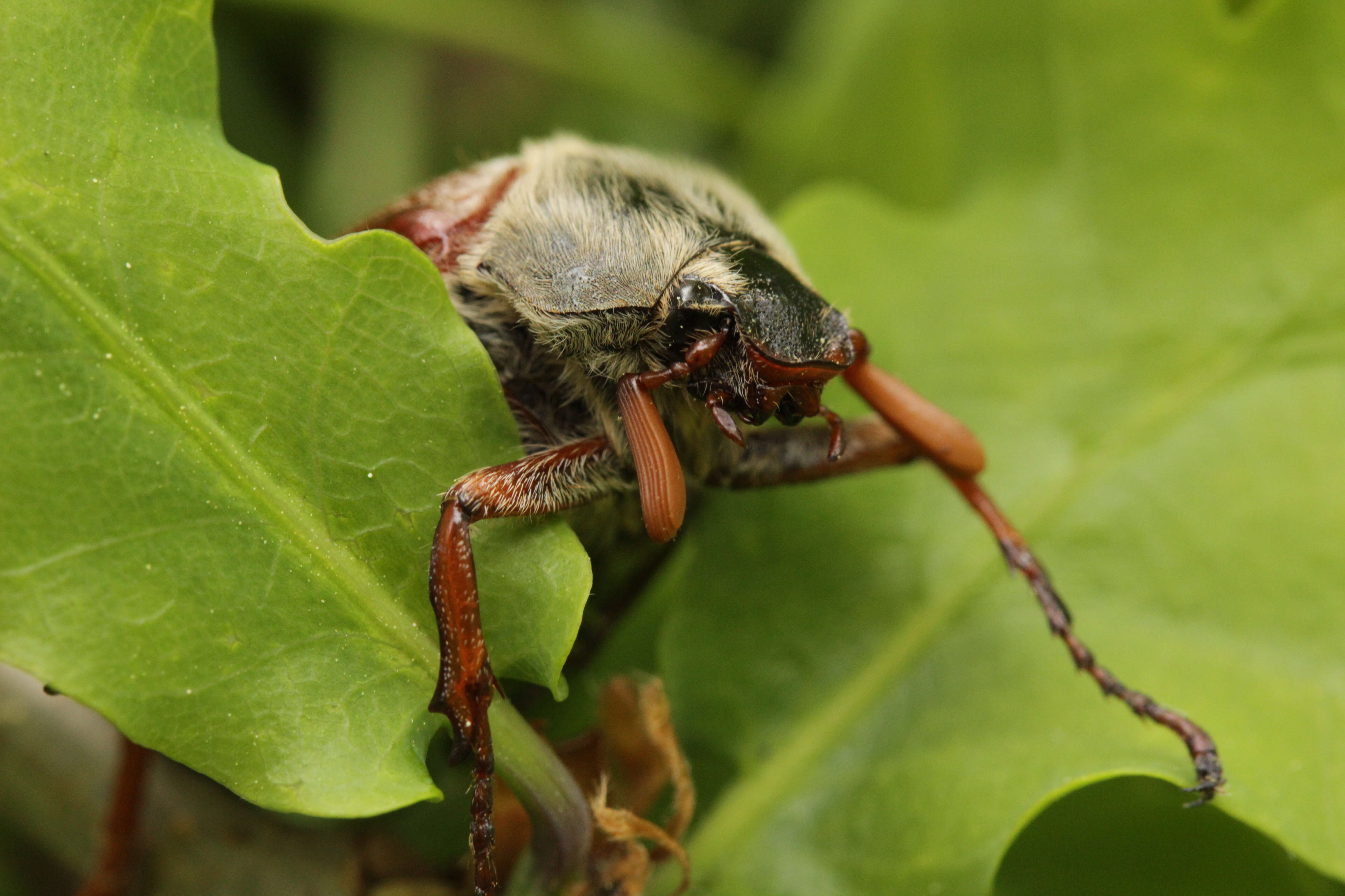 Image of Common cockchafer