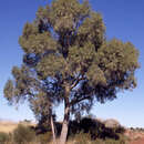 Image of Corymbia chippendalei (D. J. Carr & S. G. M. Carr) K. D. Hill & L. A. S. Johnson