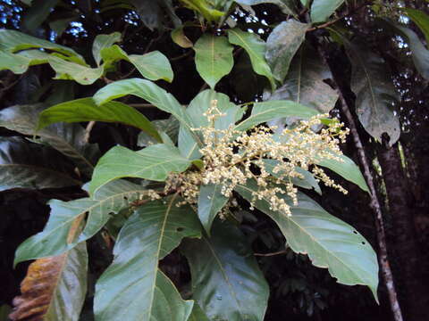 Image of Meliosma simplicifolia (Roxb.) Walp.