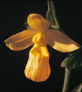 Image of Dickinson's lady's slipper