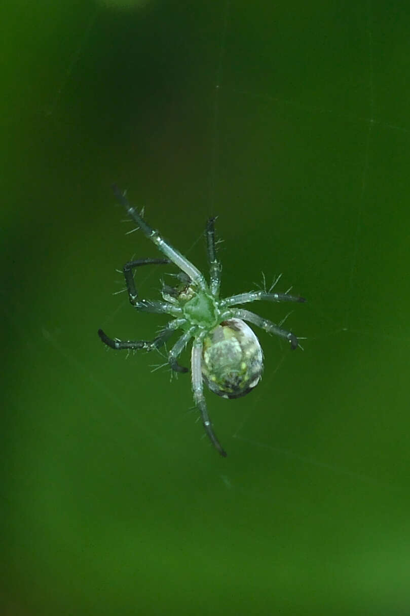 Image of Mangora maculata (Keyserling 1865)