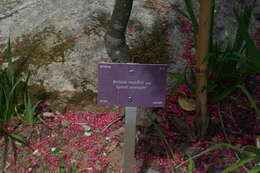 Image of Boronia muelleri (Benth.) Cheel