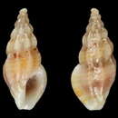 Image of Haedropleura ryalli Horro, Gori & Rolán 2010