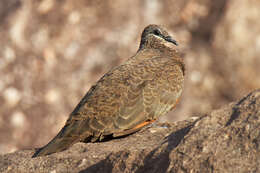 Image of Chestnut-quilled Rock Pigeon