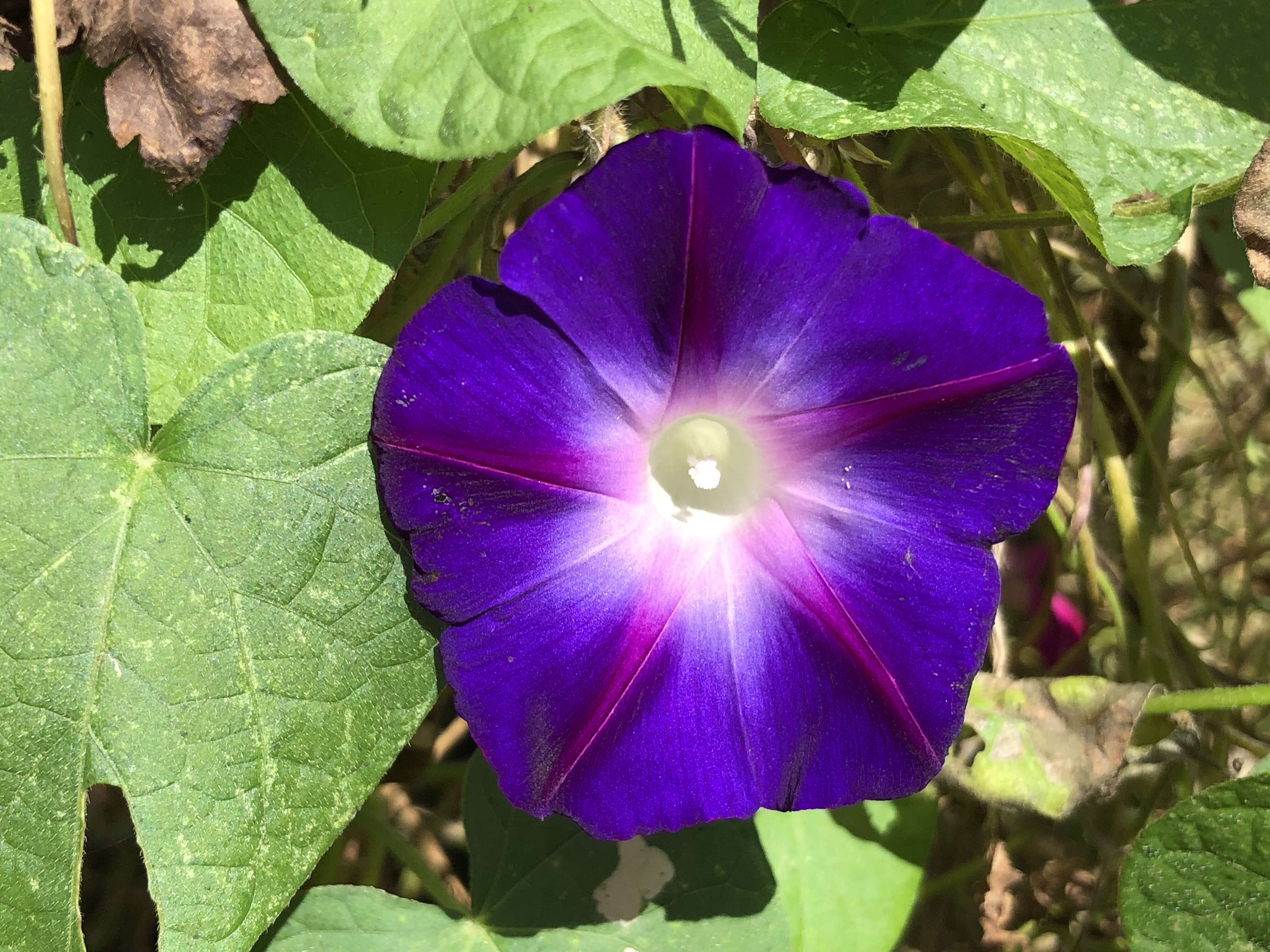 Image of tall morning-glory