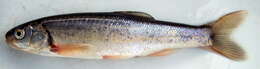 Image of Southern Leatherside Chub