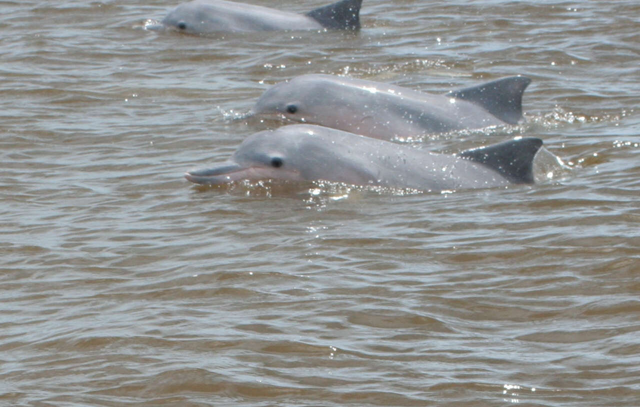 Image of Estuarine Dolphin