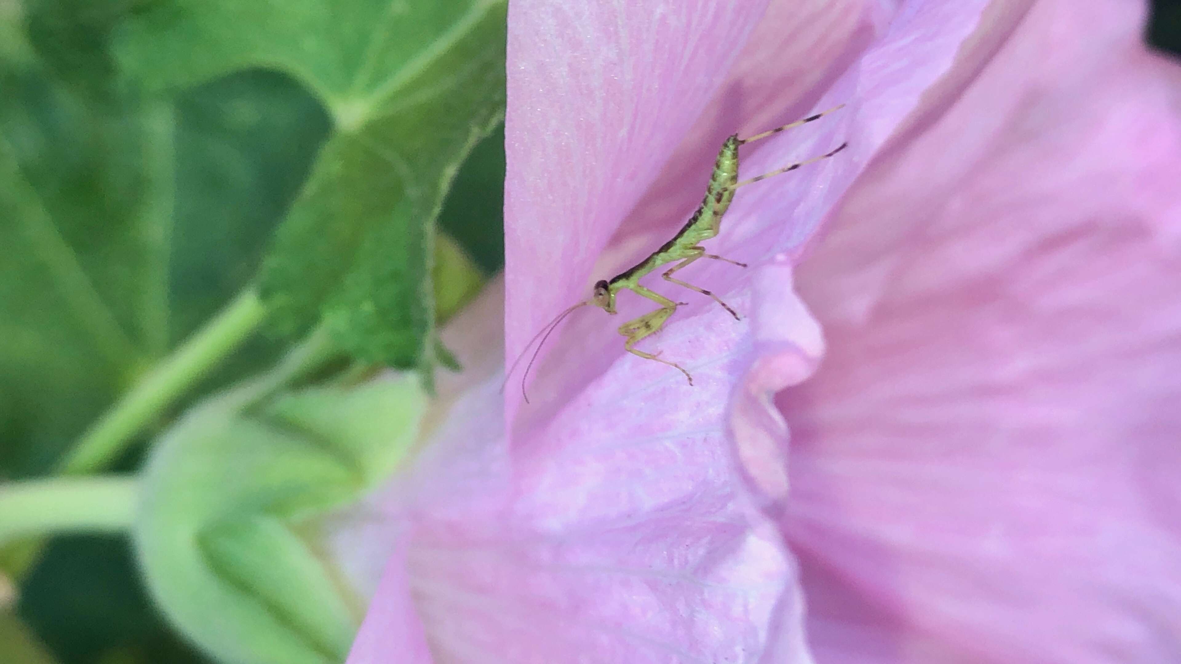 Image of Giant Asian Mantis