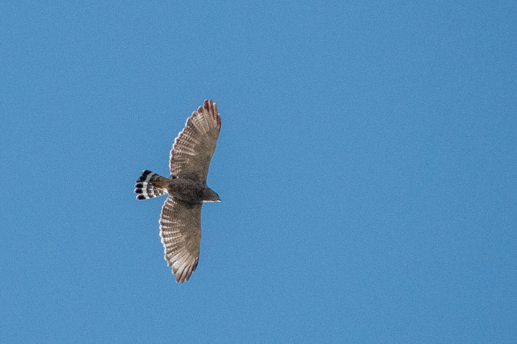 Image of Gray Hawk