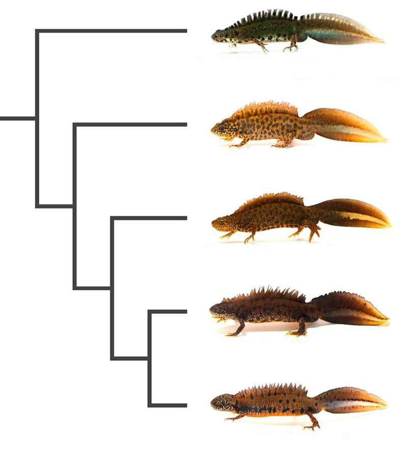 Image of Crested and marbled newts