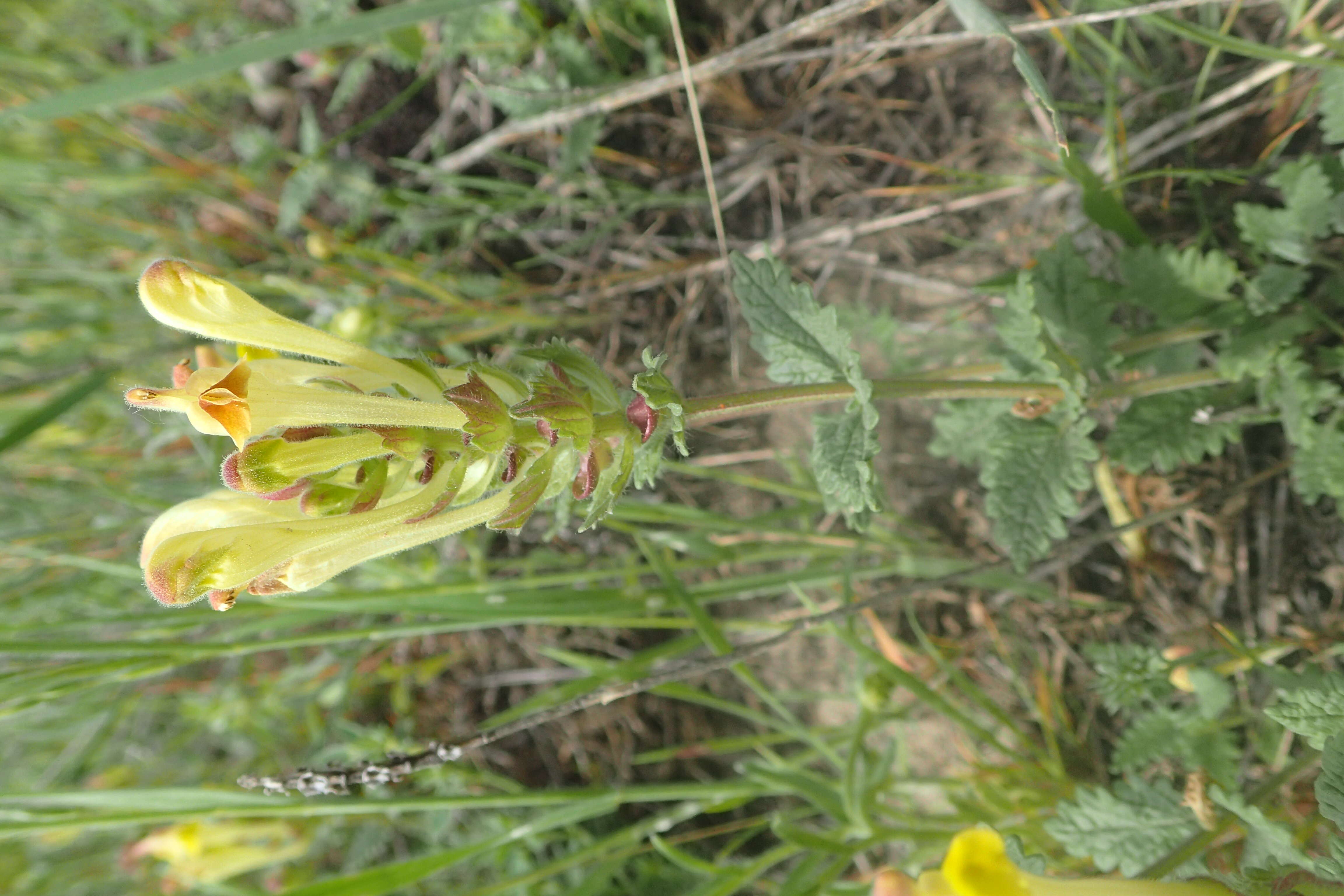 Image of Scutellaria orientalis L.