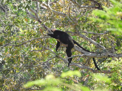 Image of Black Leaf Monkey