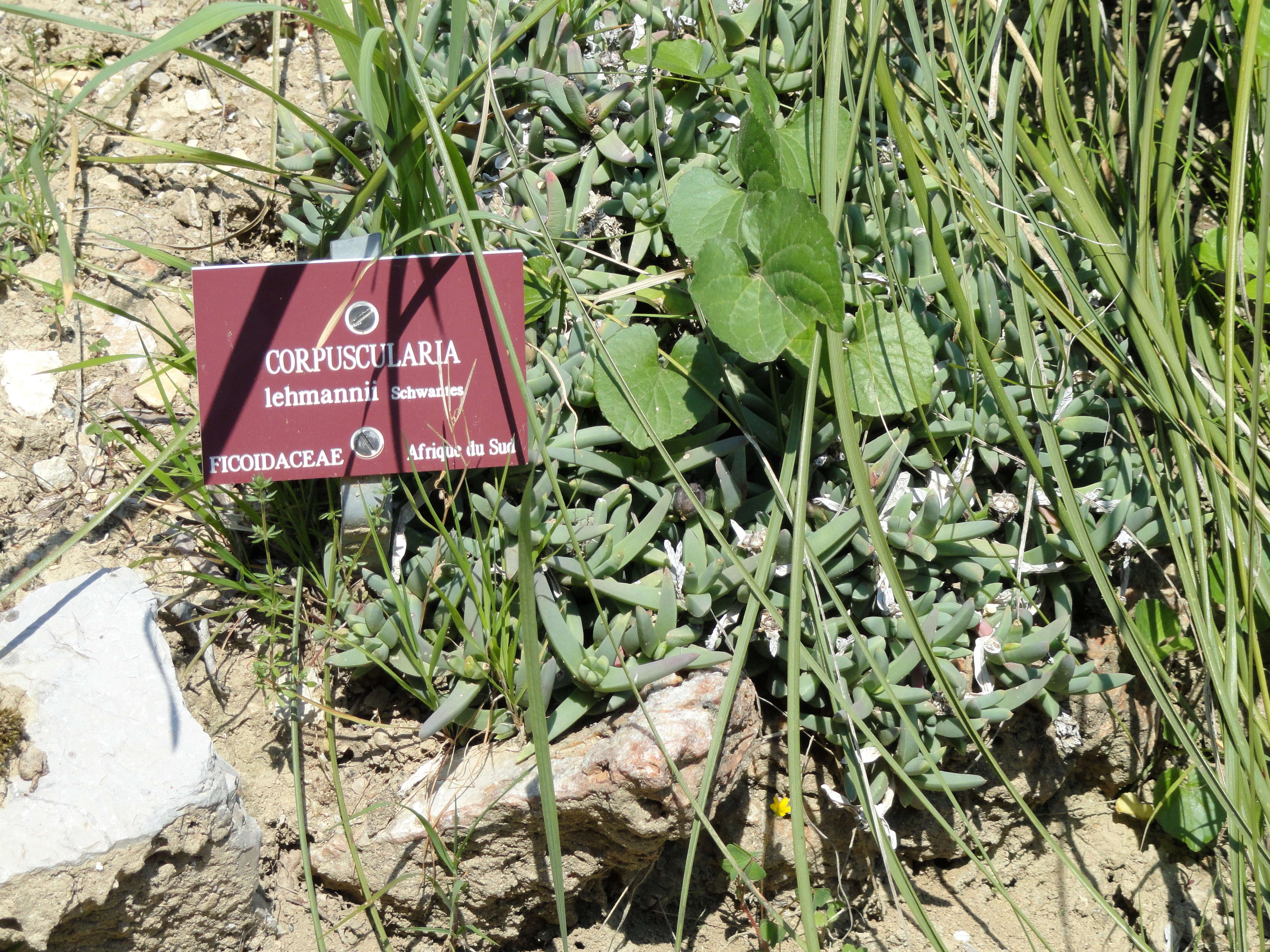 Image of Ice Plants