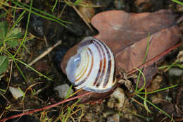 Image of Brown Lipped Snail