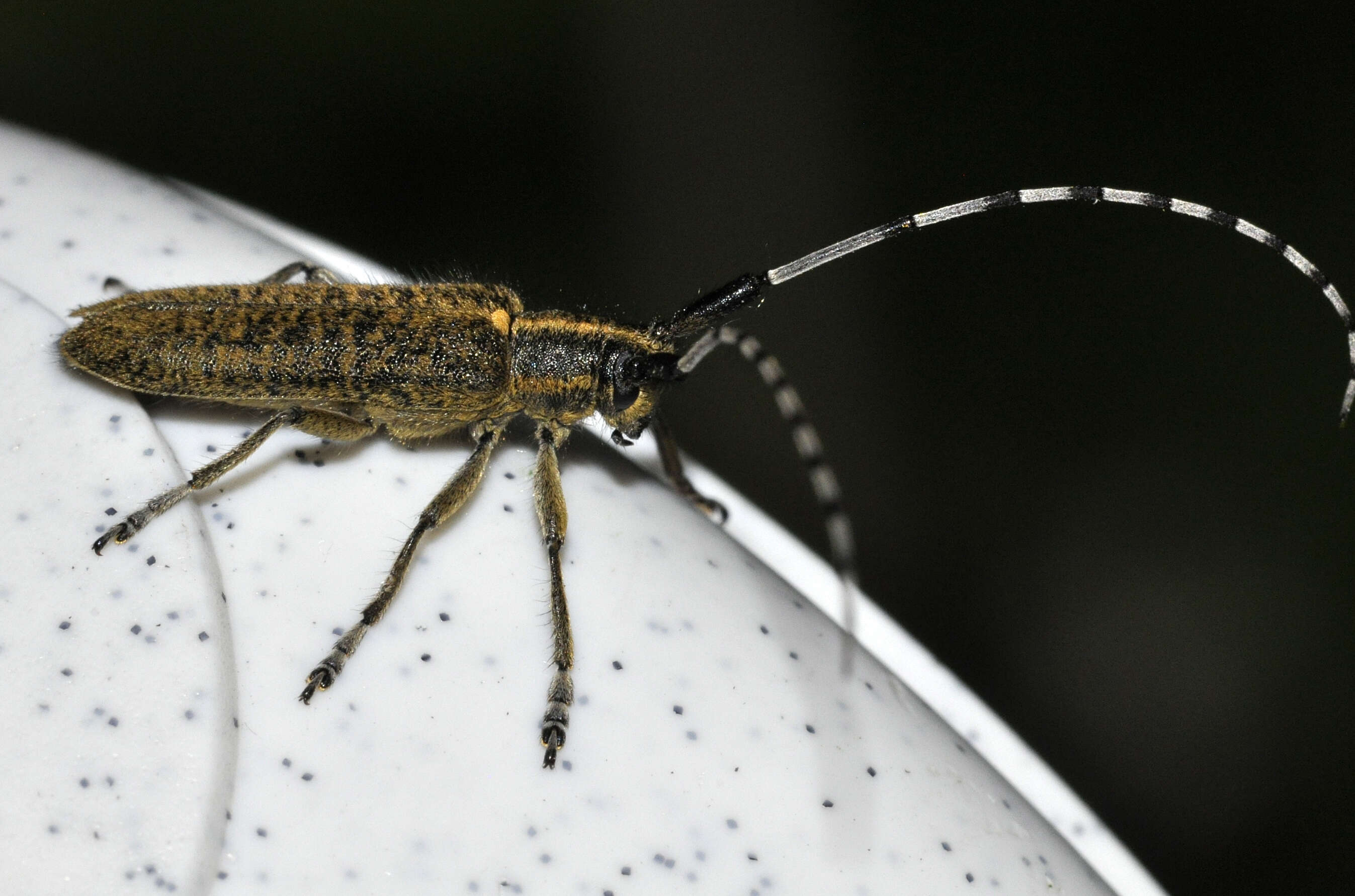 Image of Agapanthia (Epoptes) villosoviridescens (Degeer 1775)