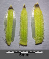 Image of Senecio sarracenicus L.