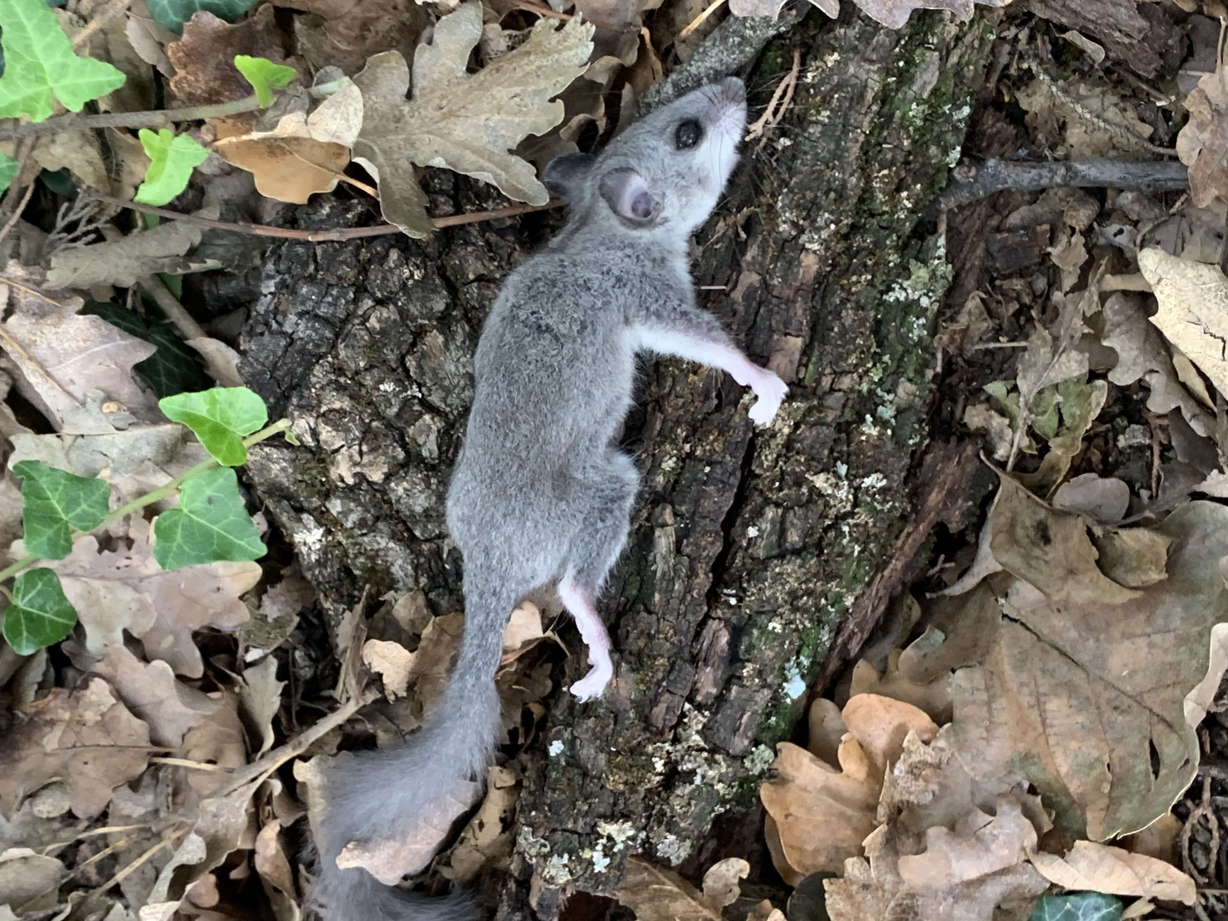 Image of hazel dormouse