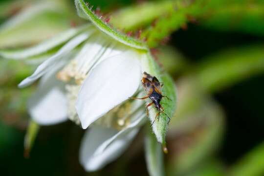 Image of Common flowerbug