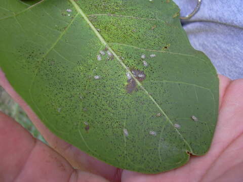 Image of Cotton lace bug