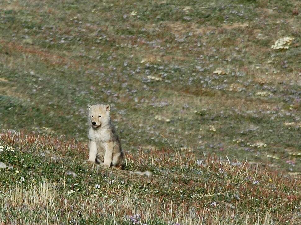 Image of Arctic wolf