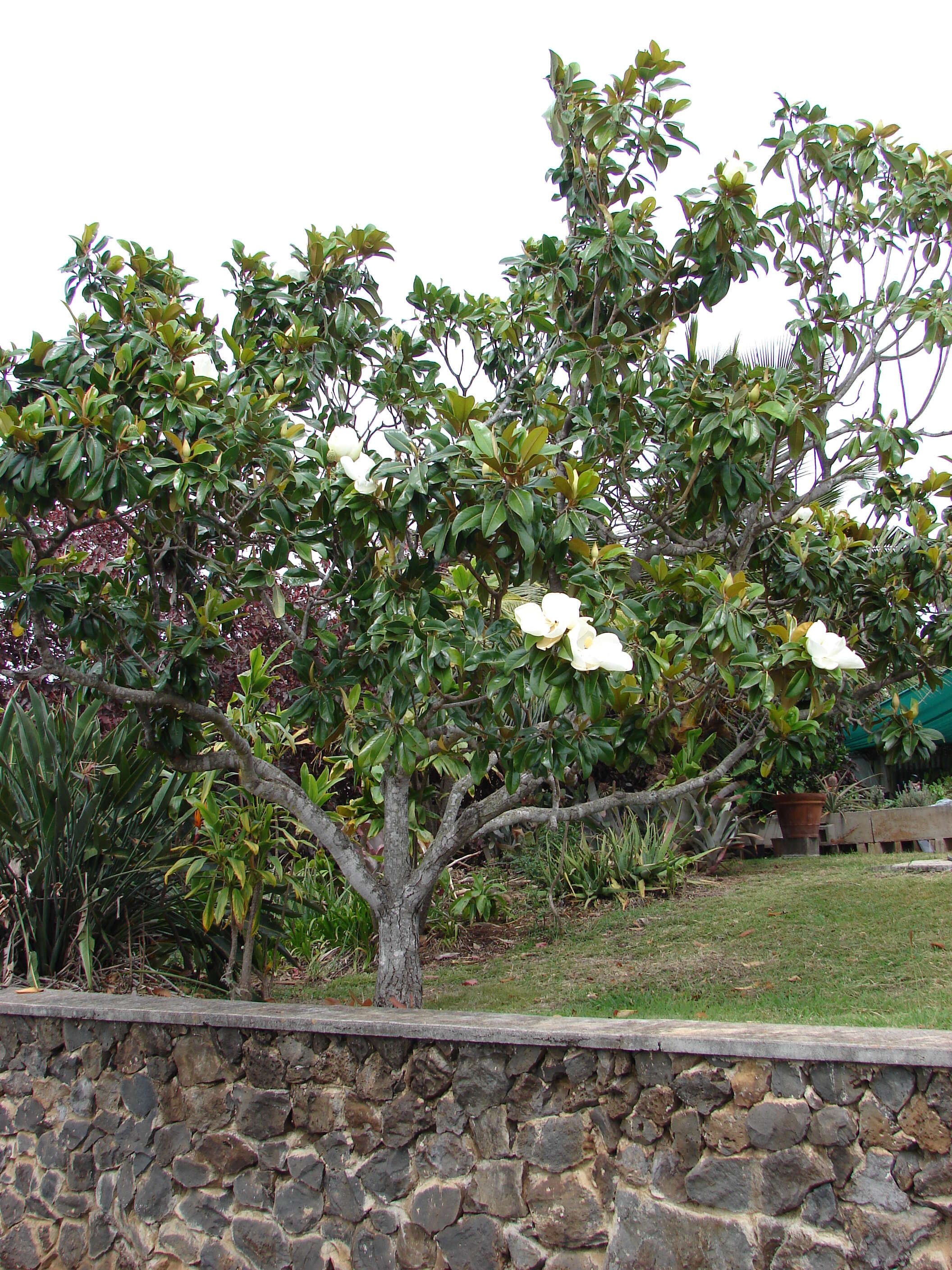 Image of southern magnolia